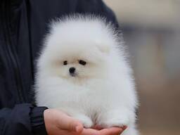 Померанский шпиц