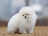 Померанский шпиц - фото 3