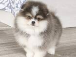 Pomerians Spzit puppies - фото 6