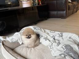 Beautiful Pomeranian puppies for sale and looking for their forever homes.