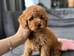 Preciosos cachorros maltipoo machos de dos meses,