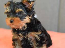 Yorkshire Terrier miniatura.
