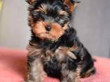 Yorkshire Terrier miniatura. - photo 1
