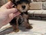 Yorkshire Terrier miniatura. - photo 3