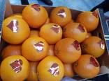 Предлагаем оптовые поставки апельсинов из Испании - фото 1