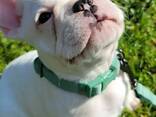 Предлагаются прекрасные щенки французского бульдога. - photo 1