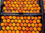 Предлагаем оптовые поставки абрикосов из Испании. - фото 2