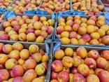 Предлагаем оптовые поставки абрикосов из Испании.