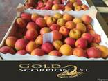 Продаем абрикосы из Испании - фото 4