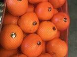Продаем апельсины - фото 3