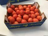 Продаем томаты