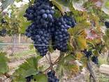 Продаём виноград «Молдова» - фото 3