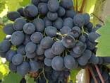 Продаём виноград «Молдова» - фото 5