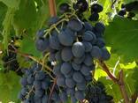 Продаём виноград «Молдова» - фото 6