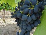Продаём виноград «Молдова» - фото 7