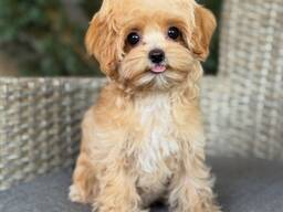Adorable Maltipoo F1 puppies (one female and one male)