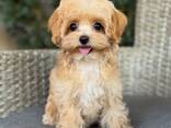 Adorable Maltipoo F1 puppies (one female and one male) - foto 3