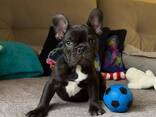 French Bulldog puppies for sale - foto 3