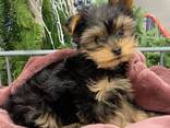 Продаются щенки мини-йоркширского терьера! - foto 1
