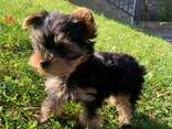Продаются щенки мини-йоркширского терьера! - фото 2