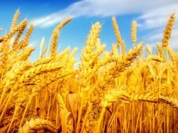 Экспорт Пшеница ячмень кукуруза зерно фуражное, масло