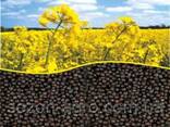 Rapeseed sales - foto 1