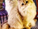 Se venden gatitos británicos de pelo largo – golden chinchilla - foto 5