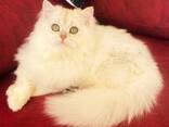 Se venden gatitos británicos de pelo largo – golden chinchilla - foto 6