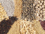 Semillas de cultivos de cereales y hortalizas - Семена зерновых и овощных культур - фото 1