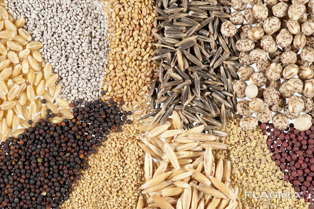 Semillas de cultivos de cereales y hortalizas - Семена зерновых и овощных культур