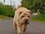 Sharpei puppy - photo 1