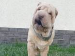 Sharpei puppy - photo 3