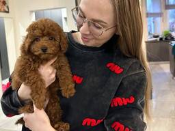 Mini toy poodle puppies to loving new homes.