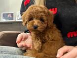 Mini toy poodle puppies to loving new homes. - foto 1