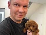 Mini toy poodle puppies to loving new homes. - foto 2
