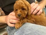 Mini toy poodle puppies to loving new homes. - foto 3