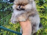 Щенки Померанского шпица - foto 4