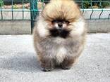 Щенки Померанского шпица - foto 6