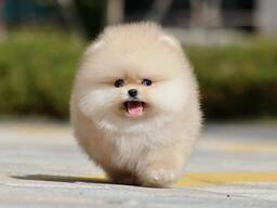 Щенки Померанского шпица