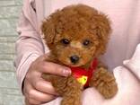 Adorable toy poodle puppies are looking for a new home - фото 1