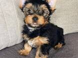 Miniature Yorkshire Terrier puppies for sale - foto 1