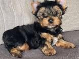Miniature Yorkshire Terrier puppies for sale - foto 2
