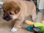 Shiba Inu puppies for sale - foto 1