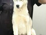 Siberian Husky - cachorra hembra - photo 1