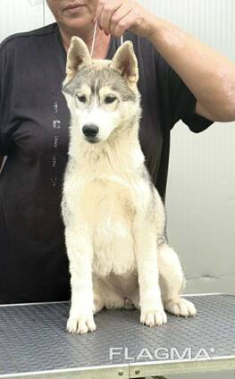 Siberian Husky - cachorra hembra