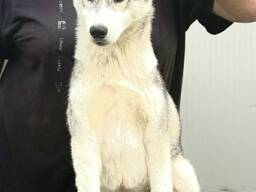 Siberian Husky - cachorra hembra