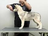 Siberian Husky - cachorra hembra - photo 2