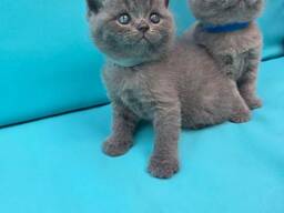Tenemos adorables gatitos británicos de pelo corto.