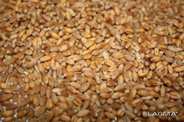 Third grade wheat