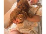 Toy Poodle Puppies - photo 1